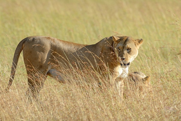 leão no Parque Nacional do Quênia, África