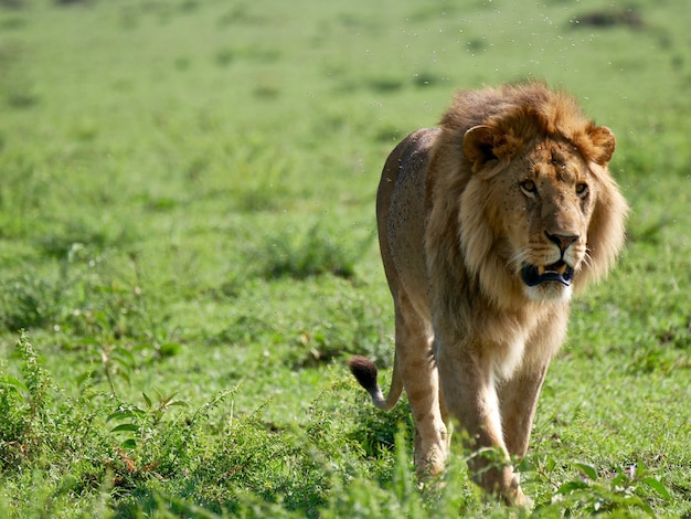 Foto leão no parque nacional masai mara - quênia