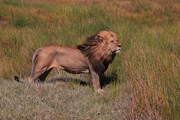 Leão no safari no Quênia e na Tanzânia, África