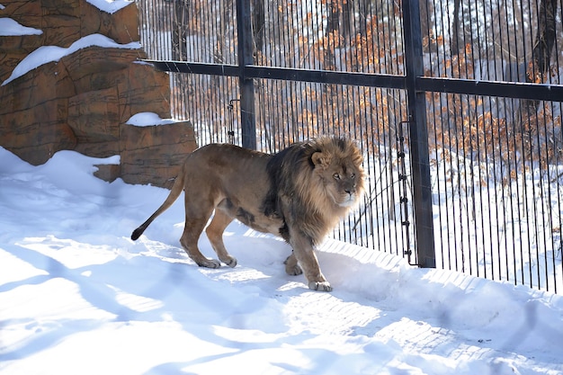 Leão no zoológico caminha na neve em um dia de inverno Vista frontal