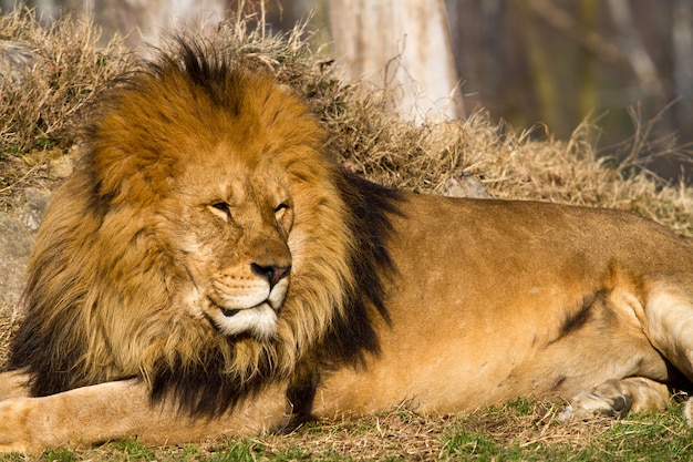 Leão, o rei