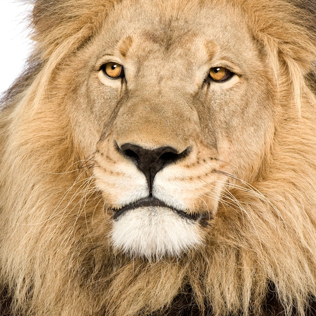 Leão, Panthera leo em um branco isolado