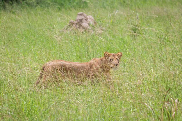 Leão Panthera leo