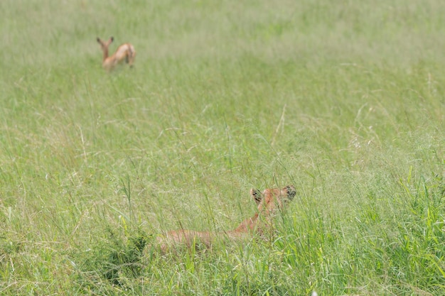 Leão Panthera leo