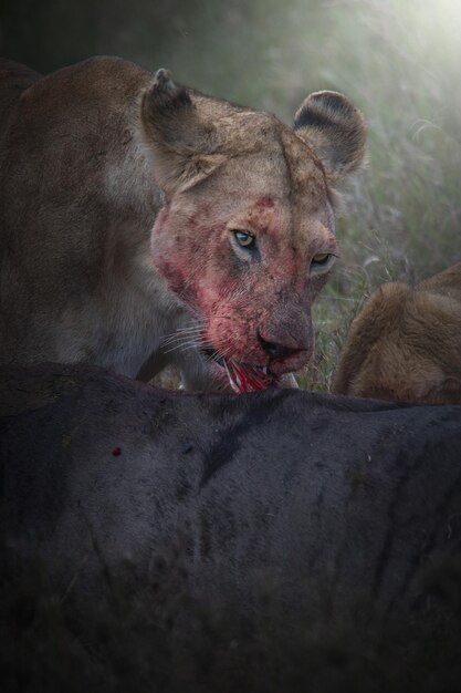 Leão Panthera leo