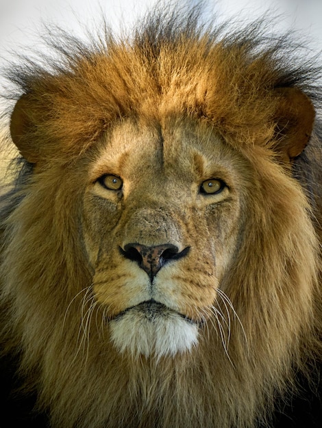 Leão Panthera leo