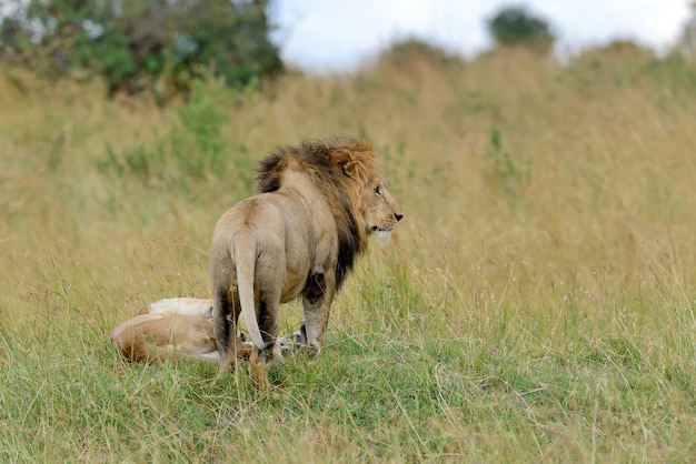 Leão próximo no Parque Nacional do Quênia