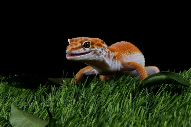 Leaopard gecko closeup cara sobre el césped