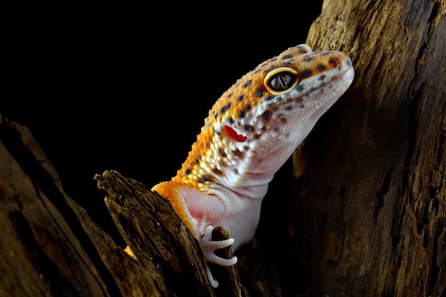 Leaopard gecko closeup em reflexo com fundo preto