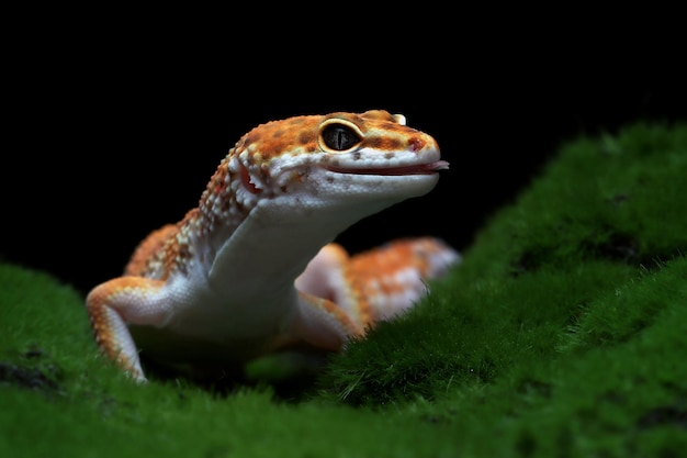 Leaopard gecko closeup con musgo sobre negro