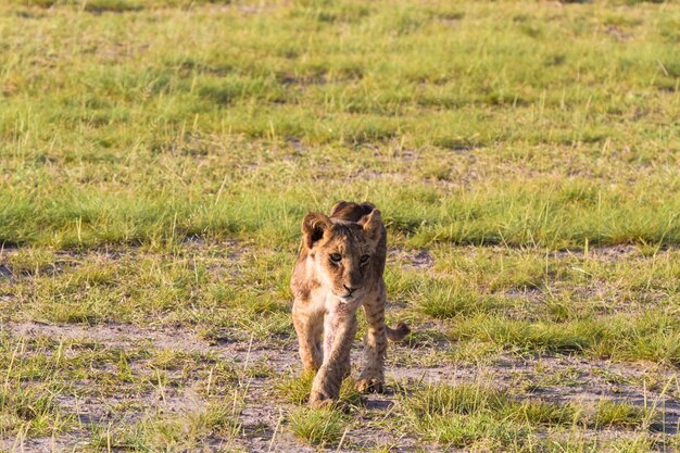 Leãozinho na savana do Quênia