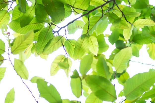 Leaved grüner natürlicher Hintergrund.