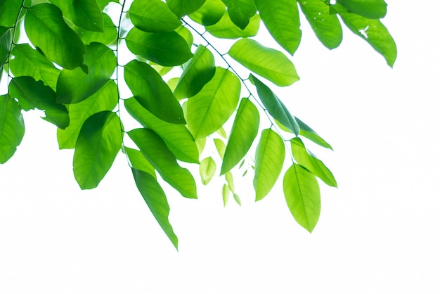 Leaved grüner natürlicher Hintergrund.