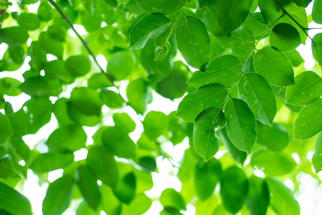 Leaved grüner natürlicher Hintergrund.