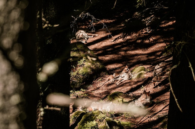 Leben der Wolfsklammern Nationalpark Srni Böhmerwald Tschechische Republik