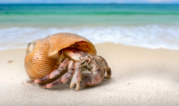 Leben Einsiedlerkrebs am Strand