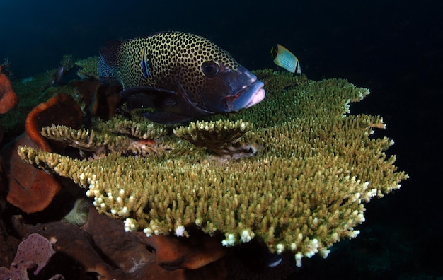 Leben im Meer von Komodo National Park, Indonesien.