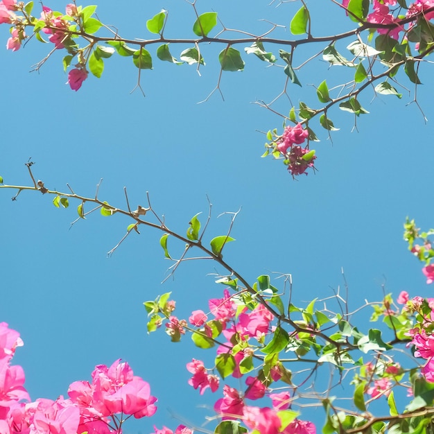 Leben in Blüte