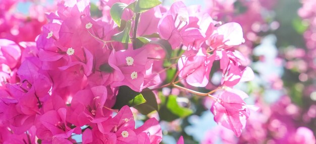 Leben in Blüte