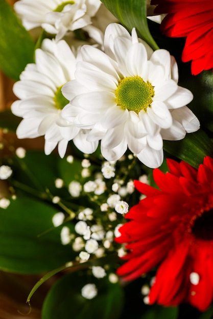 Leben Sie schöne Blumennahaufnahme Blumen mit großen Blumenblättern