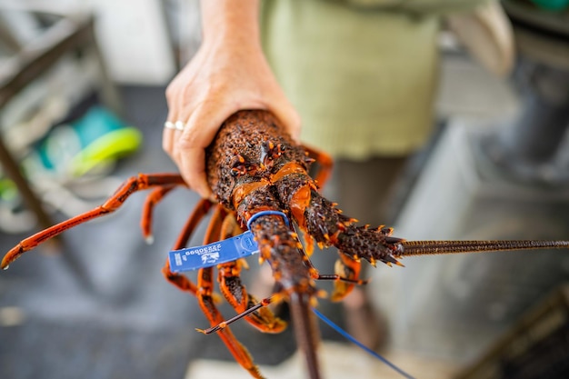 Lebende Langustenfischerei an der Ostküste in Australien Langusten auf einem Boot, die in Hummertöpfen gefangen wurden