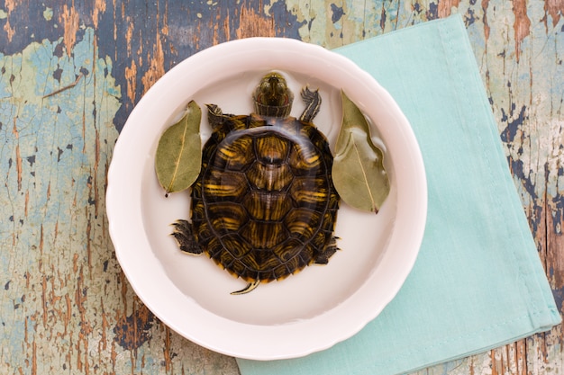 Lebende Schildkröte in einem weißen Teller mit Wasser und Lorbeerblatt auf dem Tisch. Nachahmung der Schildkrötensuppe. Draufsicht