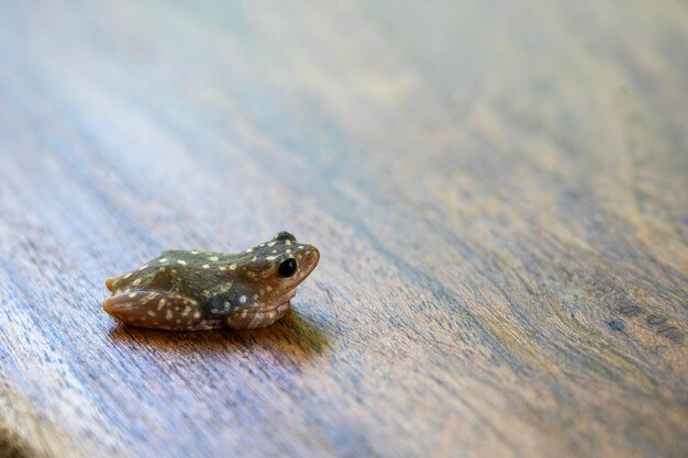 Lebender kleiner Frosch auf einem Holztischhintergrund in einem tropischen Garten Nahaufnahme Tansania Afrika Kopierraum