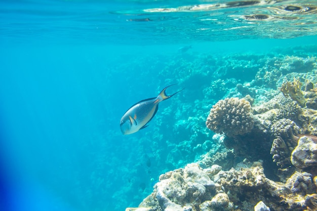 Lebendes Korallenriff im Roten Meer, Ägypten.