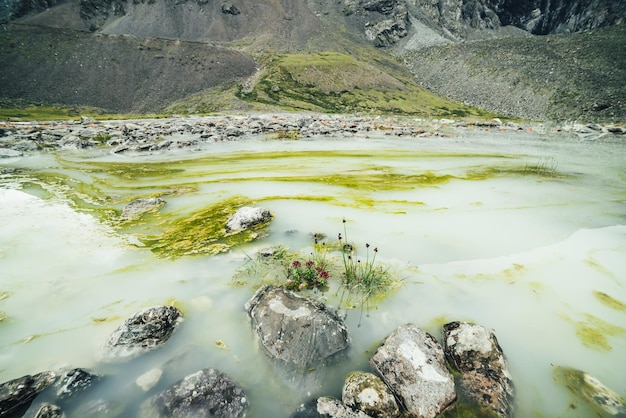 Lebendige Alpenlandschaft mit schönen rosa Blüten von Rhodiola Algida zwischen Steinen im Wasser des wassergesättigten Bergsees. Helle Berglandschaft mit wilder Flora des Hochlandes im sumpfigen Bergsee.