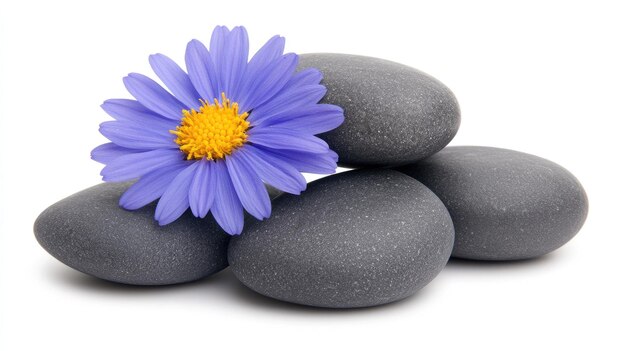 Lebendige blaue Maisblumen, isolierte auf einem weichen weißen Hintergrund, die die Schönheit der Natur in hoher Auflösung zeigen Makrofotografie
