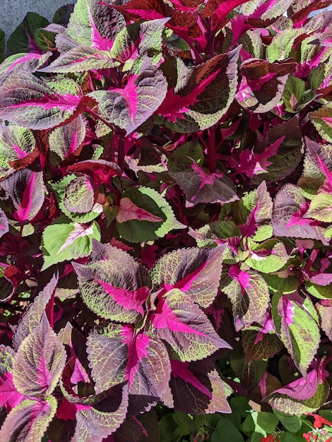 Lebendige Coleus-Blätter in natürlichem Licht