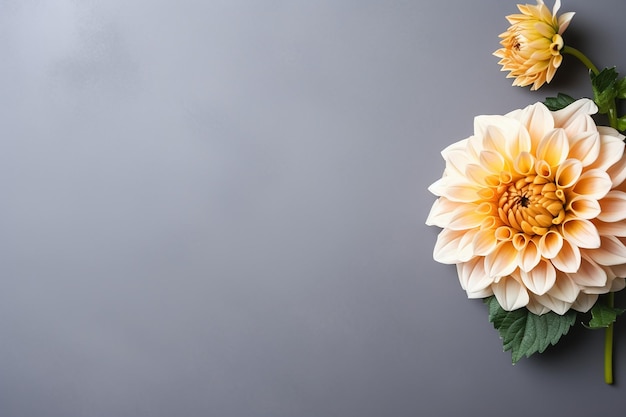 Lebendige Dahlienblüte in einer Ecke mit grauem Hintergrund, großzügiger Kopierbereich, der ebenfalls mit generativer KI erstellt wurde