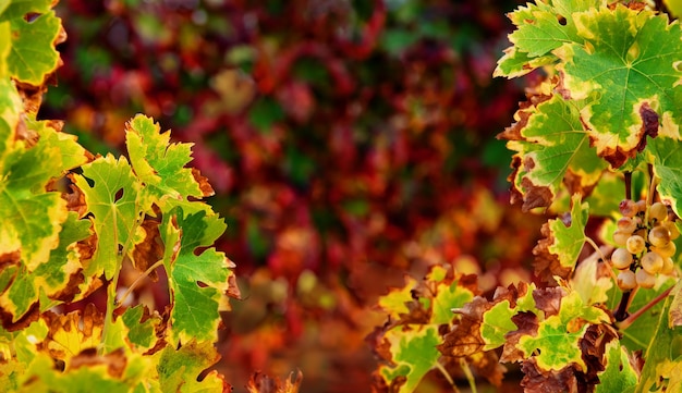 Lebendige Farben der Weinblätter, Herbsthintergrund im Weinberg mit Kopienraum