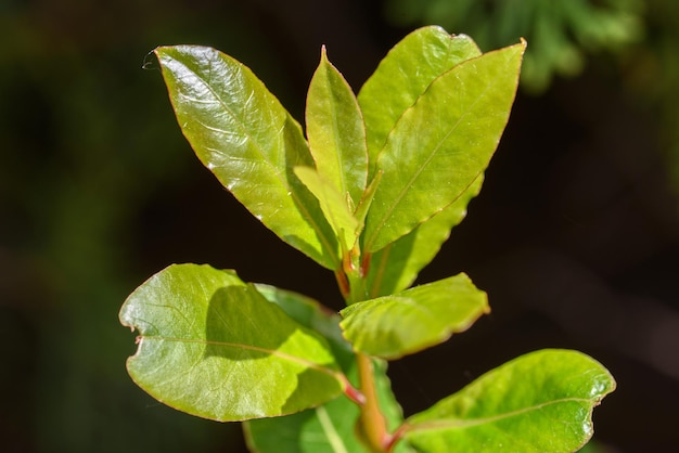 Lebendige frische junge grüne Lorbeerblätter in der Morgensonne