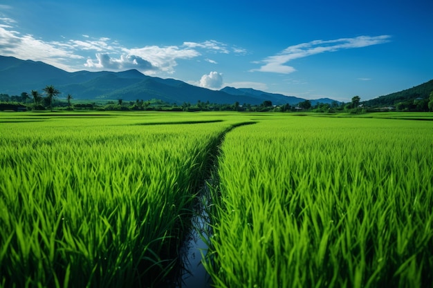 Lebendige grüne Reisfelder mit einem Pfad, der unter einem klaren blauen Himmel in die Berge führt