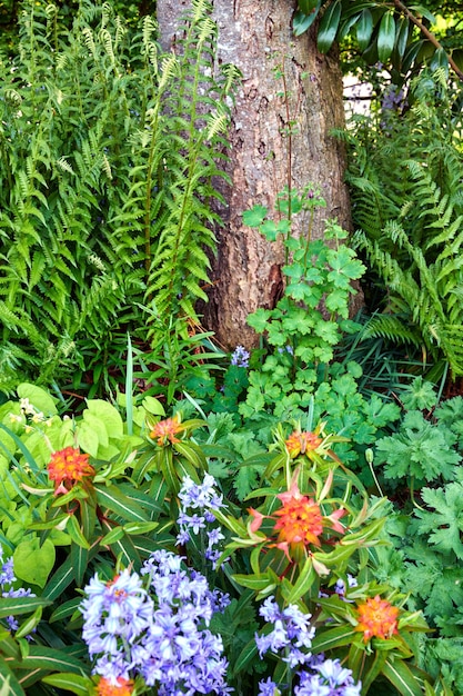 Lebendige orangefarbene Feuerglanz-Griffiths wolfsmilch lila spanische Bluebell-Blumen und Farne, die in der Natur blühen Bunte blühende Pflanzen, die an sonnigen Frühlingstagen in einem Garten oder Park wachsen