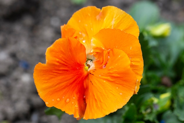 Lebendige orangefarbene Viola cornuta Frühlingsblumen in der Nähe von Blumenbeeten mit gehörnten violetten Pansies Hochwinkelansicht Blumen im Frühlingshintergrund