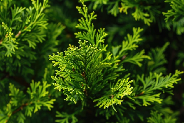 Lebendige orientalische Arborvitae Blätter CloseUp Blatttextur für von der Natur inspirierte Designs