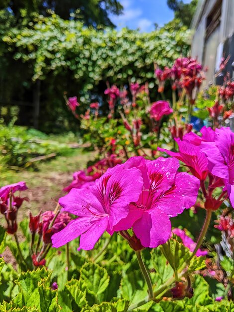 Lebendige rosa Gartenblumen mit Wassertropfen aus der Nähe