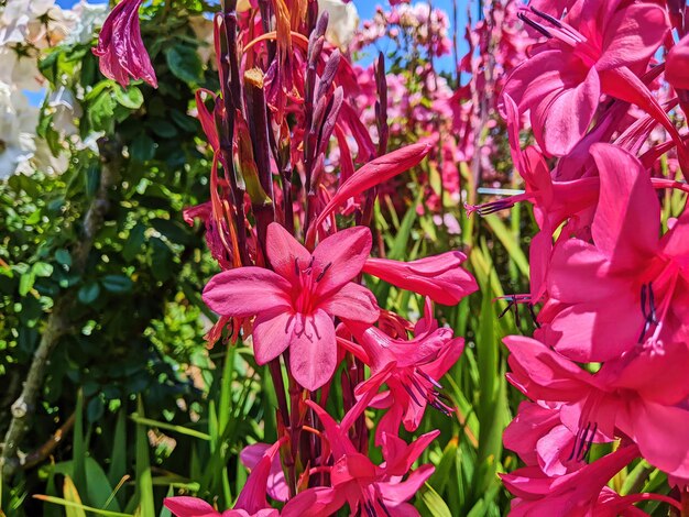 Lebendige rosa Watsonia-Blüten in einem üppigen Garten