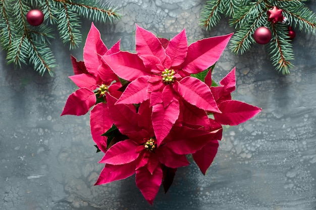 Lebendige rosa Weihnachtsstern, Weihnachtsfeier, flach auf dunkler flüssiger Acrylfarbe mit Tannenzweigen und dunkelroten Kugeln dekoriert.