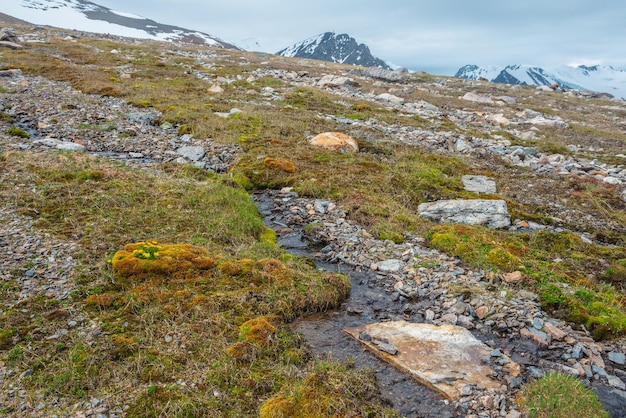 Lebendige, sonnendurchflutete Landschaft mit kleinen gelben Hahnenfußblüten zwischen Moosen und Gräsern in der Nähe eines klaren Gebirgsbaches mit Blick auf eine große schneebedeckte Bergkette bei bewölktem Himmel. Hochgebirgsflora im Sonnenlicht