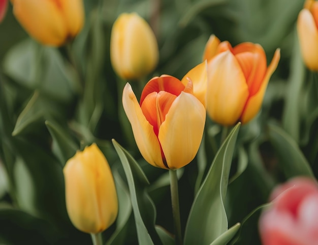 Lebendige Tulpen im Frühling blühen