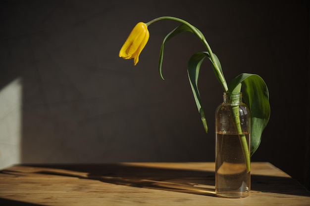 lebendige tulpenblume mit gelben blütenblättern in glasvase auf holztisch