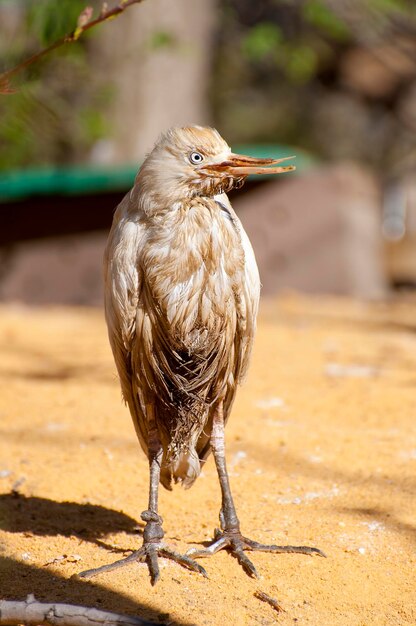 Foto lebendige wildvögel atemberaubende farben und majestätische flügel in der schönheit der natur