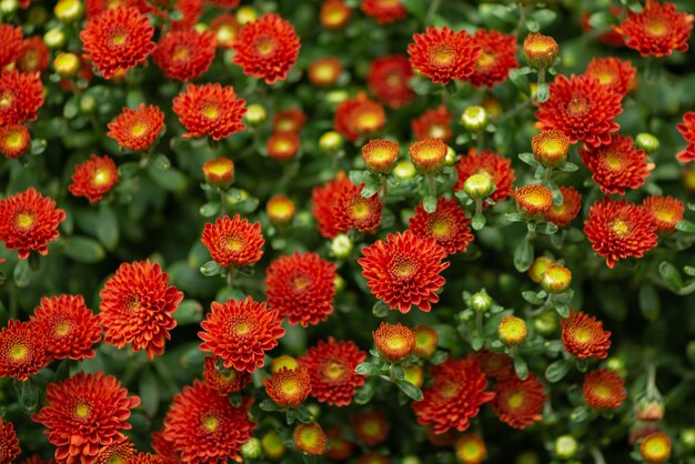 Lebendiger Blumenhintergrund der roten Chrysanthemenblumen