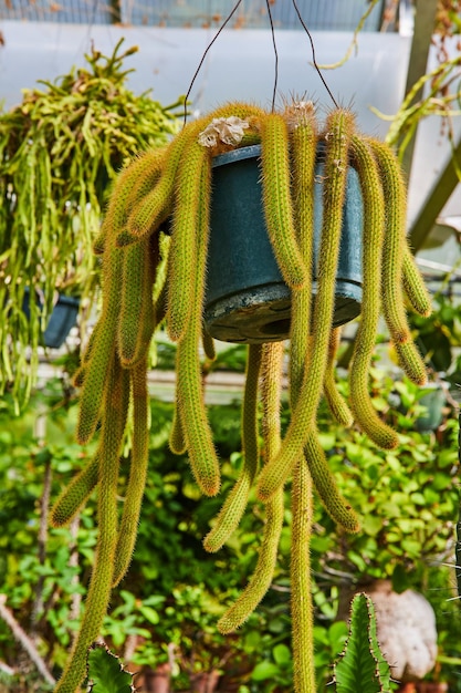 Lebendiger Rattenschwanzkaktus im blauen Gewächshaus