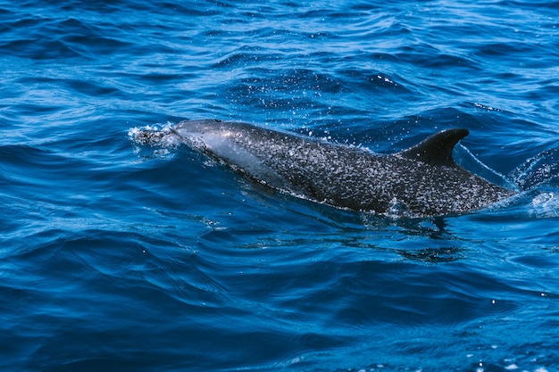 Lebendiges Foto eines Delphins, der im Ozean schwimmt