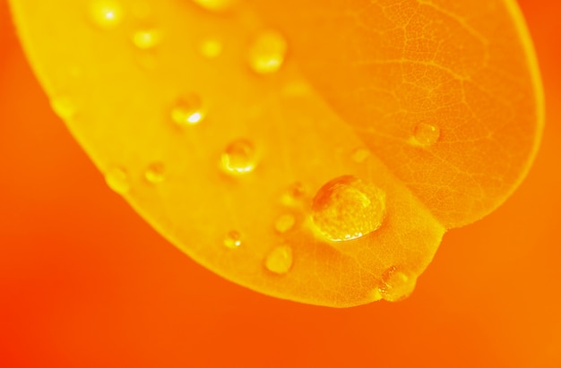 Lebendiges gelbes und orangefarbenes Pflanzenblatt mit Wassertropfen