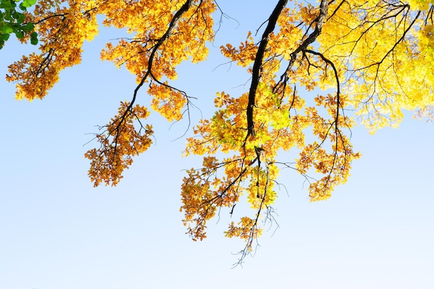 Lebendiges Herbstlaub